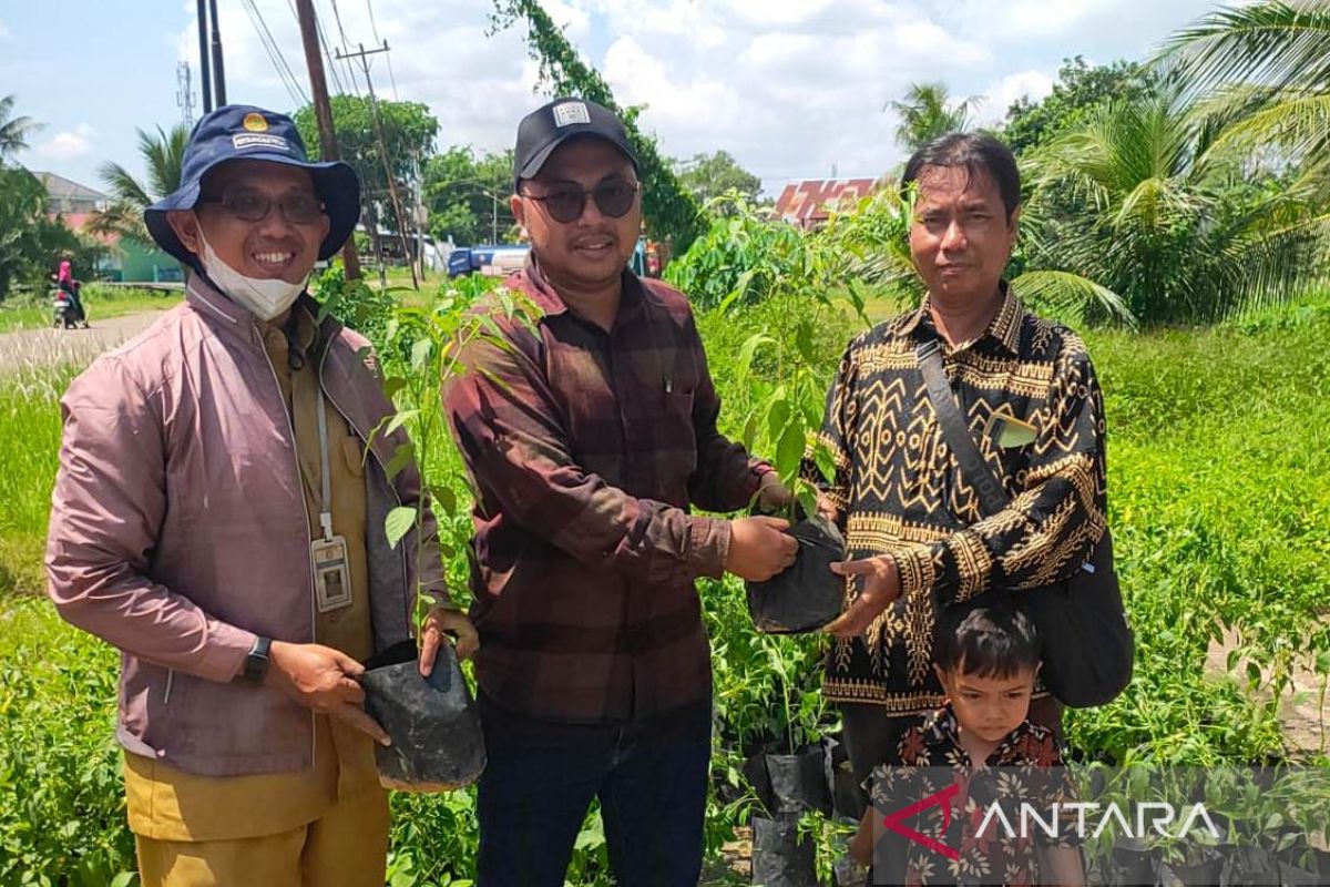 Dis TPH Kalbar terus gencarkan gerakan tanaman cabai jaga tekanan inflasi