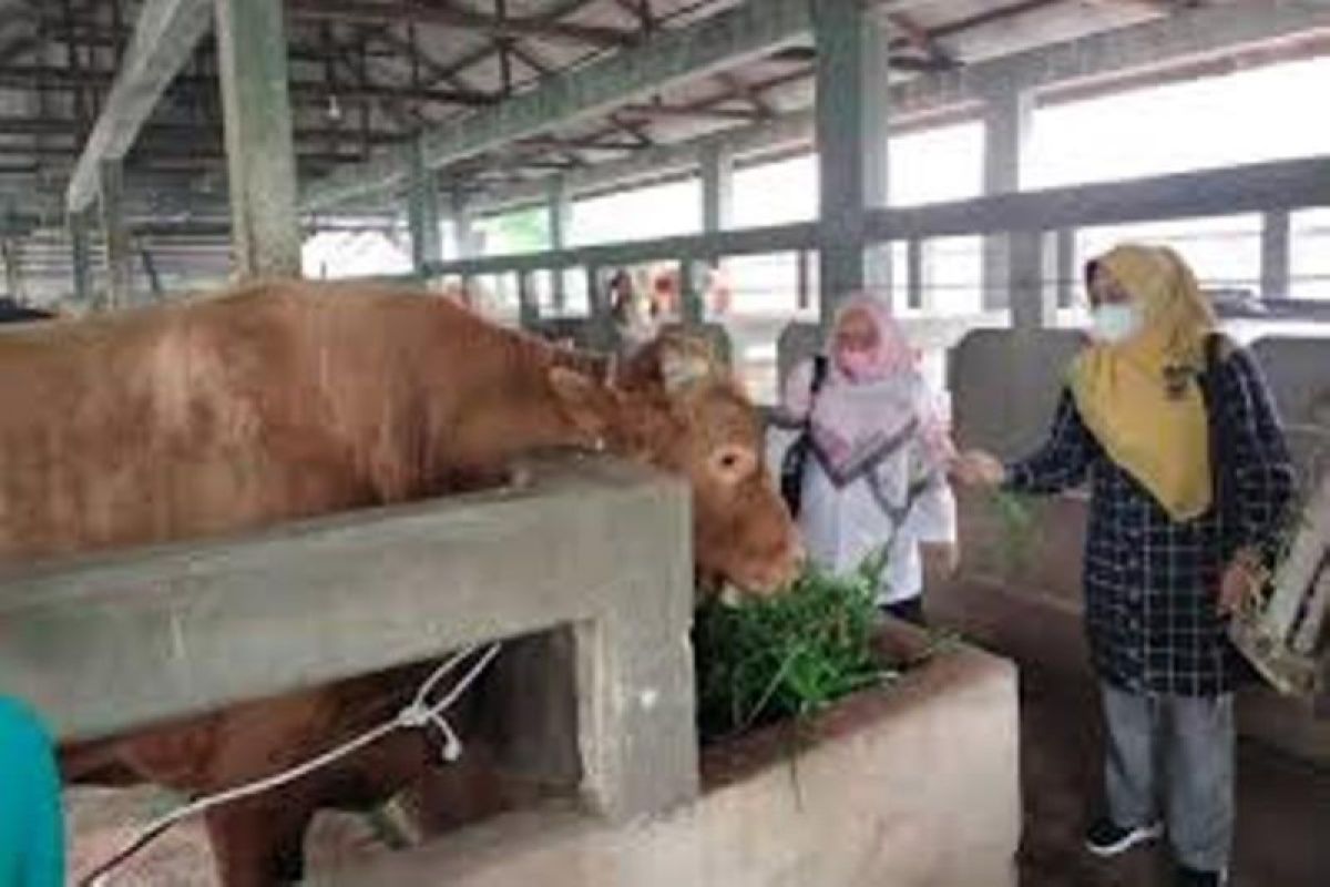 Dinas PKH Riau menurunkan tim bawa 1.000 dosis vaksin sapi ngorok