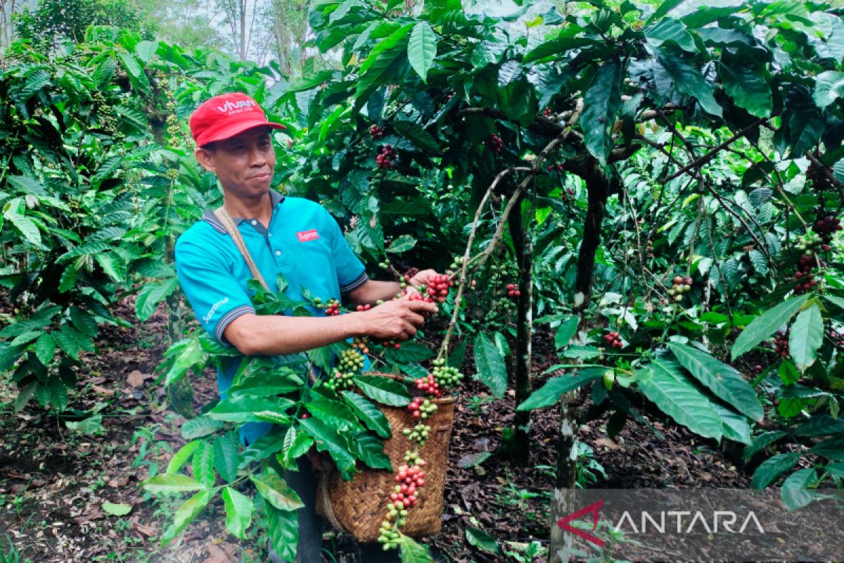 Harga biji kopi di Rejang Lebong mencapai Rp 30.000 per kilogram