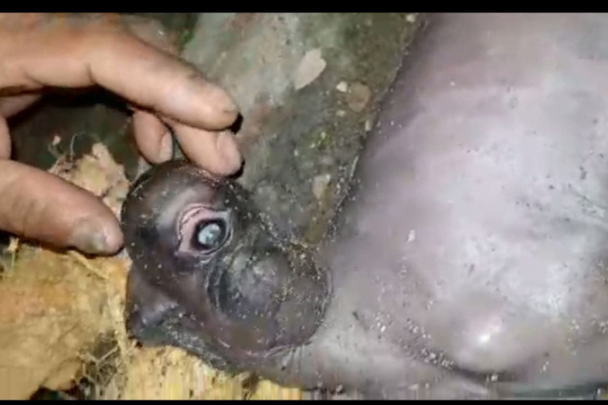 Geger! anak kambing bermata satu di Lombok Tengah (video)