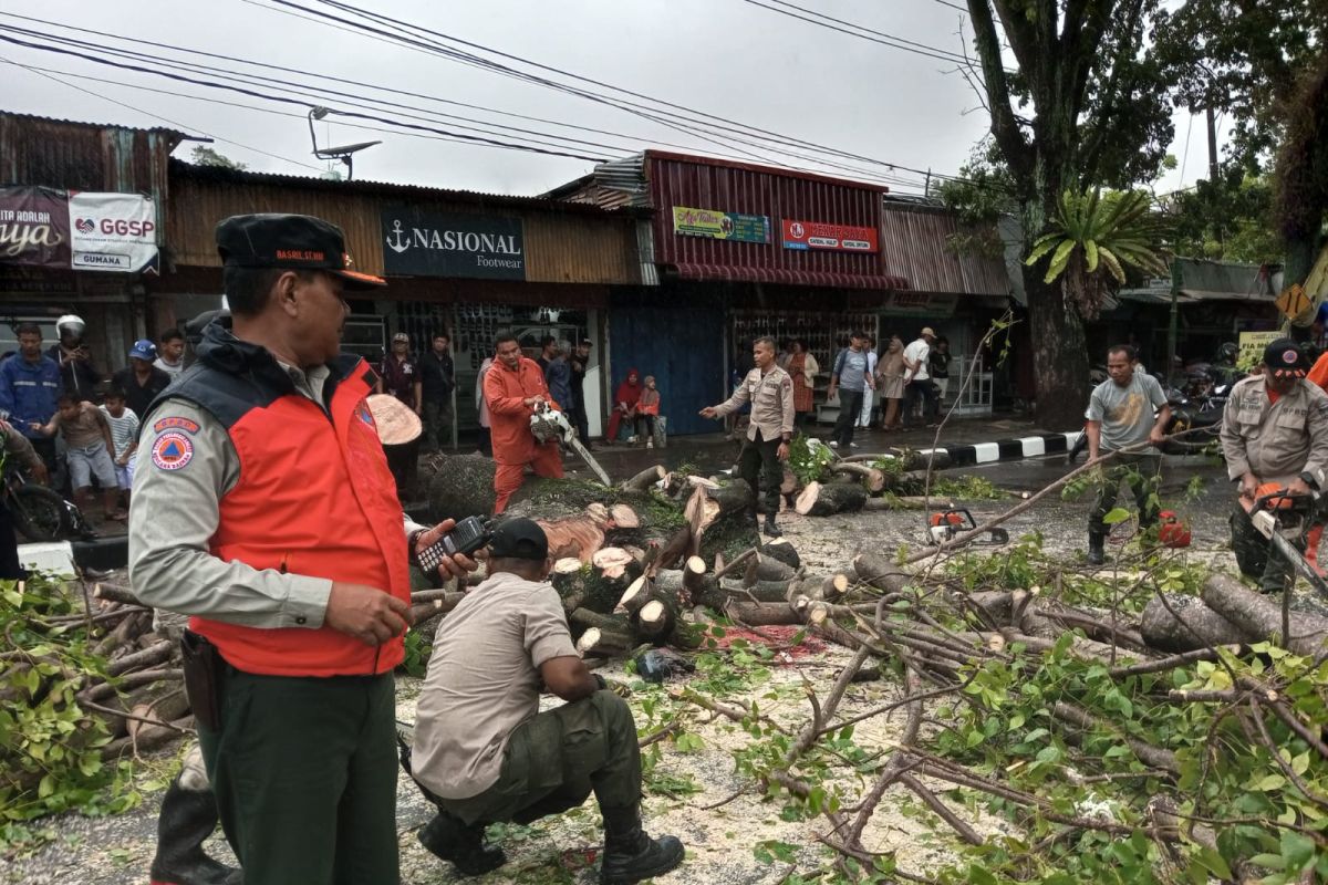 Tragis, Pengendara ojek daring meninggal tertimpa pohon di Padang Senin siang
