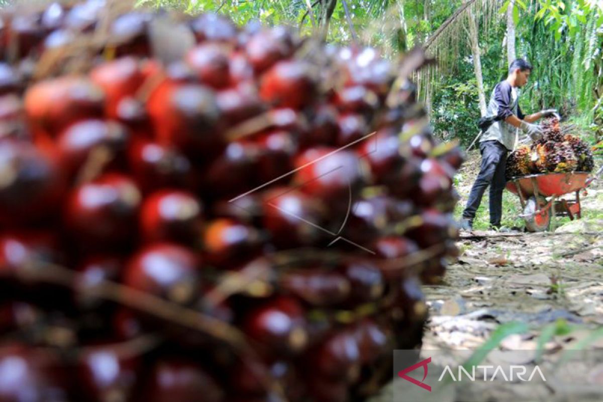 Apkasindo: Harga TBS kelapa sawit di Aceh turun jadi Rp1.500 per kg