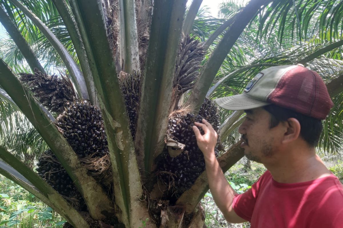 Dana bagi hasil sawit untungkan daerah penghasil