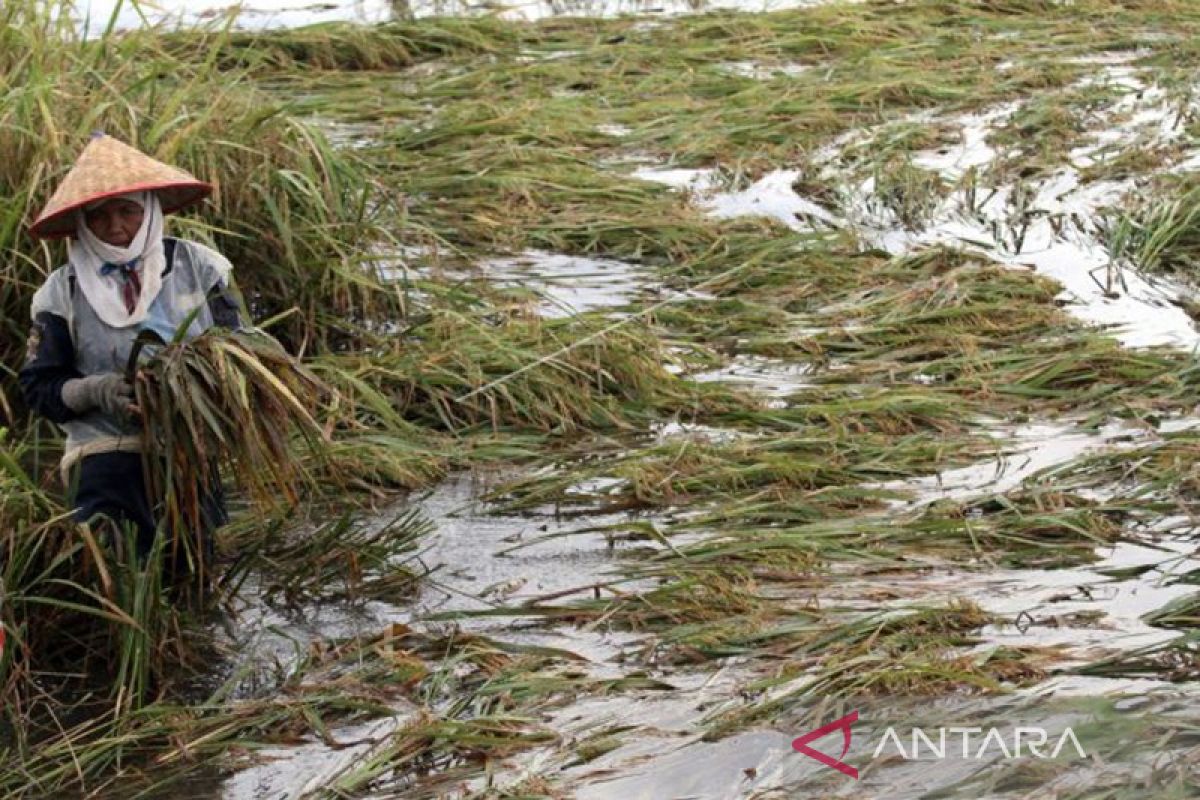 BNPB bantu 2.363 hektare sawah puso akibat banjir di Aceh