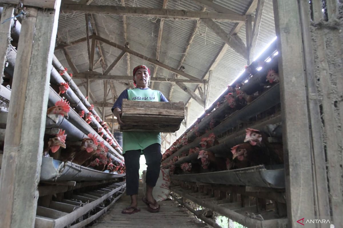 Harga telur ayam di Kota Malang naik