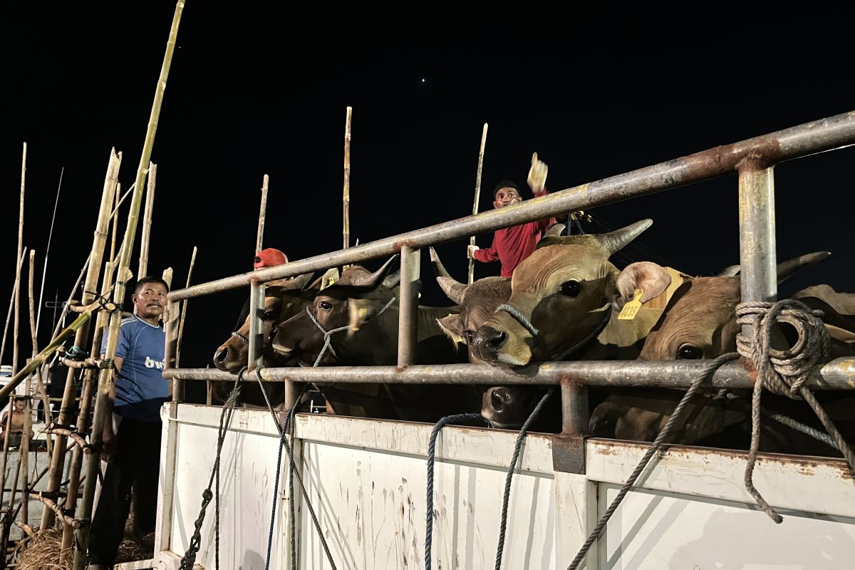 Sebanyak 550 sapi dari Kupang dipasok buat kebutuhan Batam