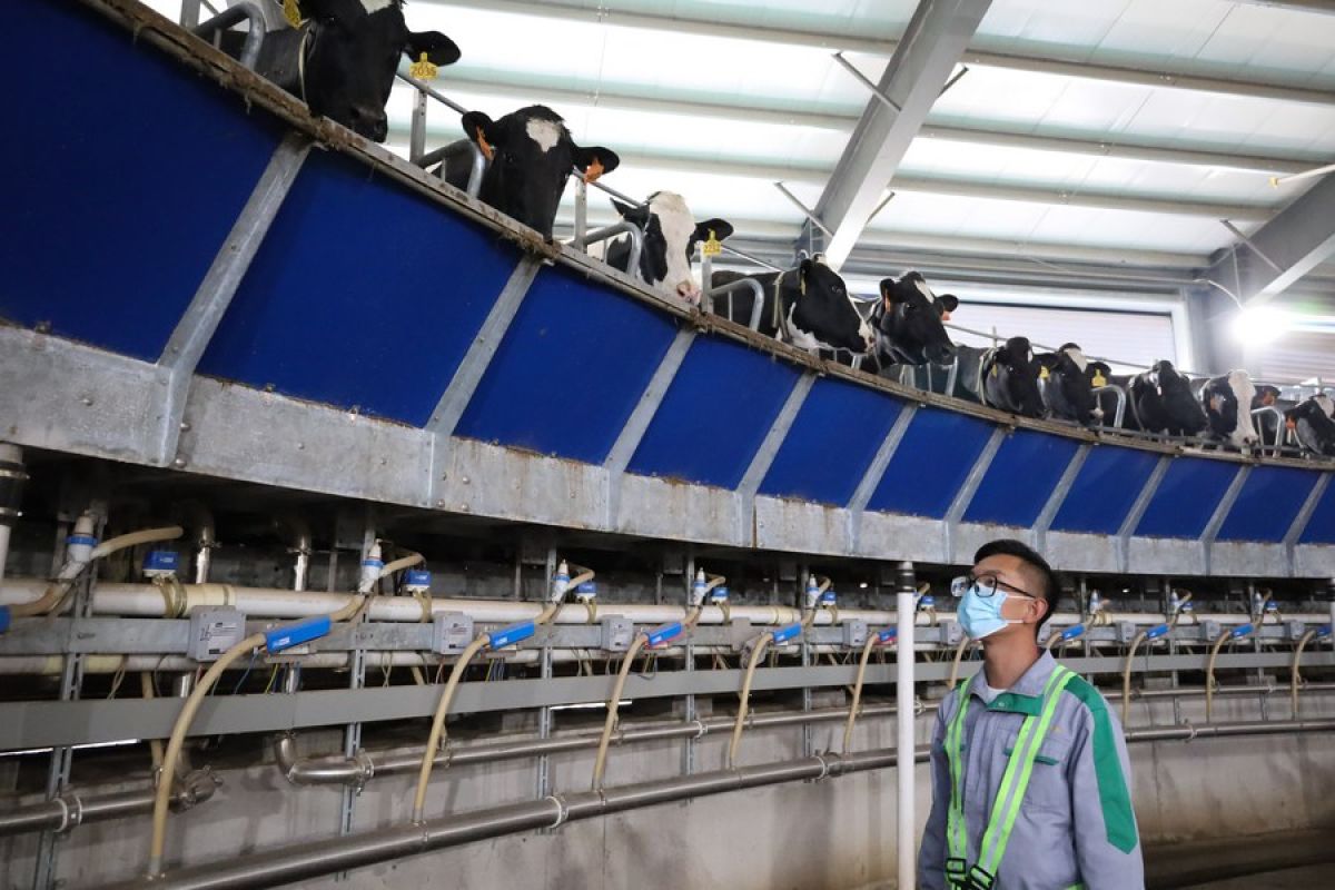 Perangkat teknologi AI dongkrak efisiensi peternakan sapi perah China