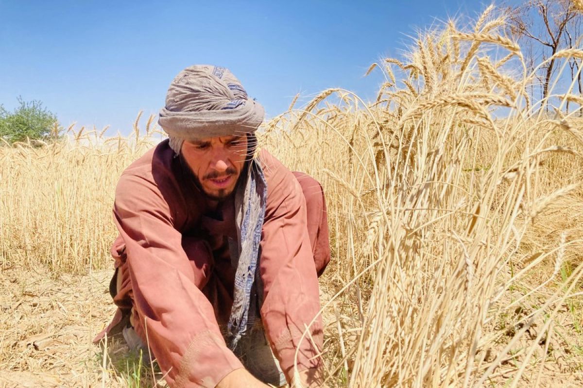 Melihat musim panen gandum di Provinsi Kandahar Afghanistan