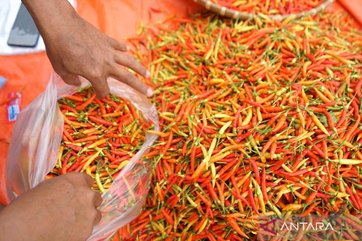 Harga cabai rawit di Gorontalo turun