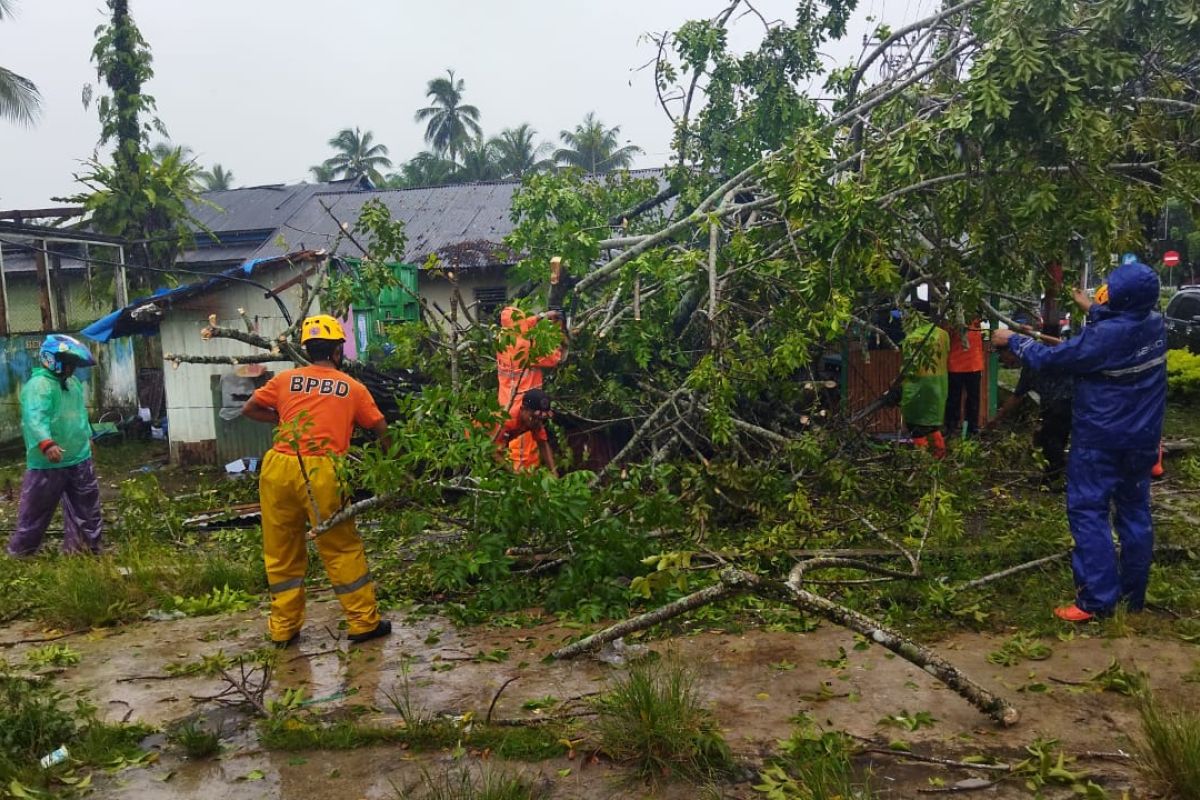 19 pohon tumbang di Agam dampak angin kencang, 10 rumah terdampak