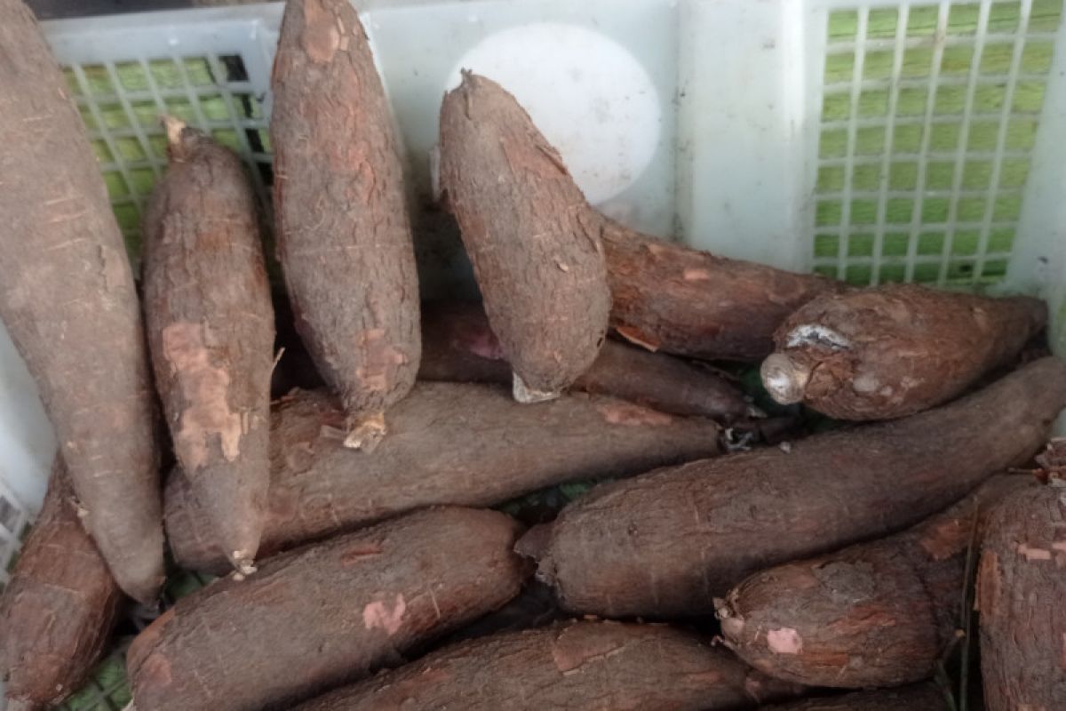 Produksi ubi kayu di Lebak Banten menjadi andalan ekonomi petani