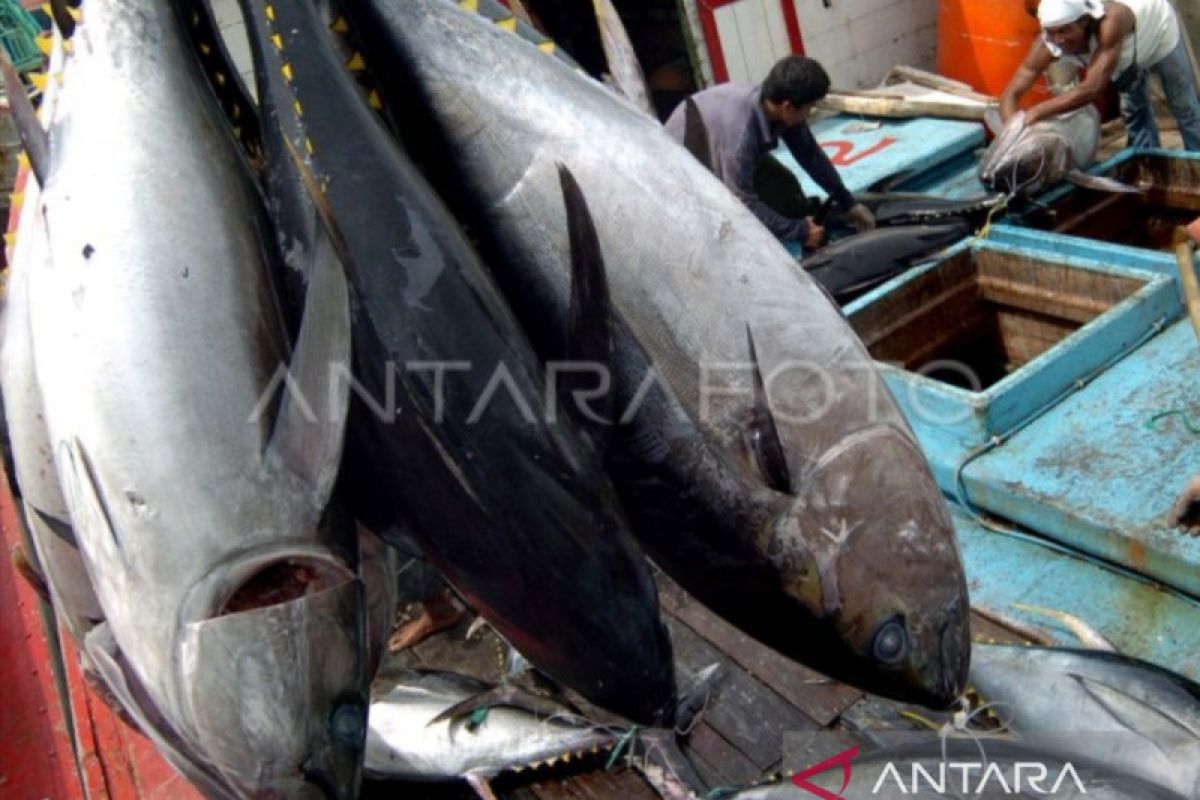 Produksi tuna di Bali pada 2022 turun ke 27.037 ton