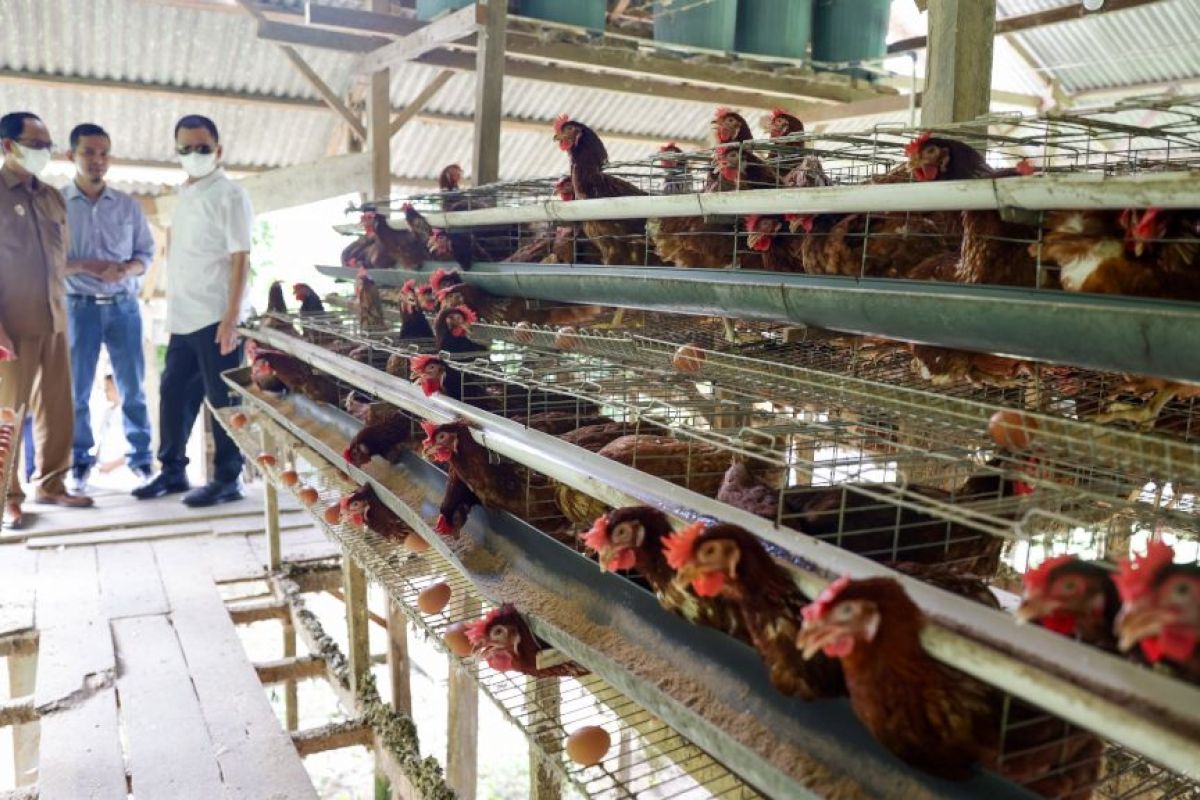 Pj Gubernur Aceh bantu kelompok tani ayam petelur di Aceh Selatan