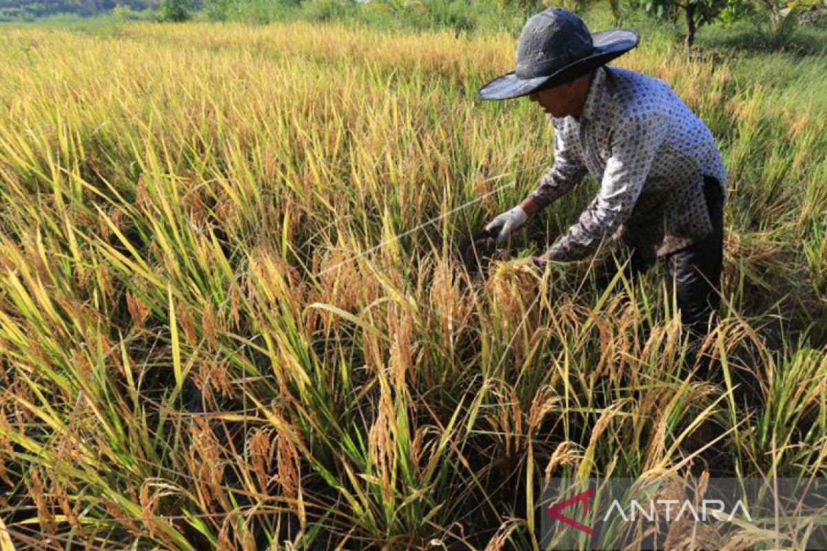 Aceh berhasil produksi 362.355 ton padi pada triwulan I-2023