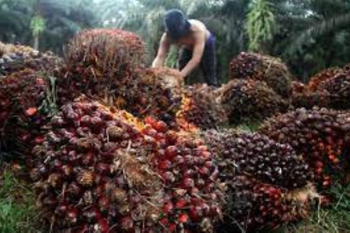 Harga buah sawit di Riau turun Rp187,67/kg