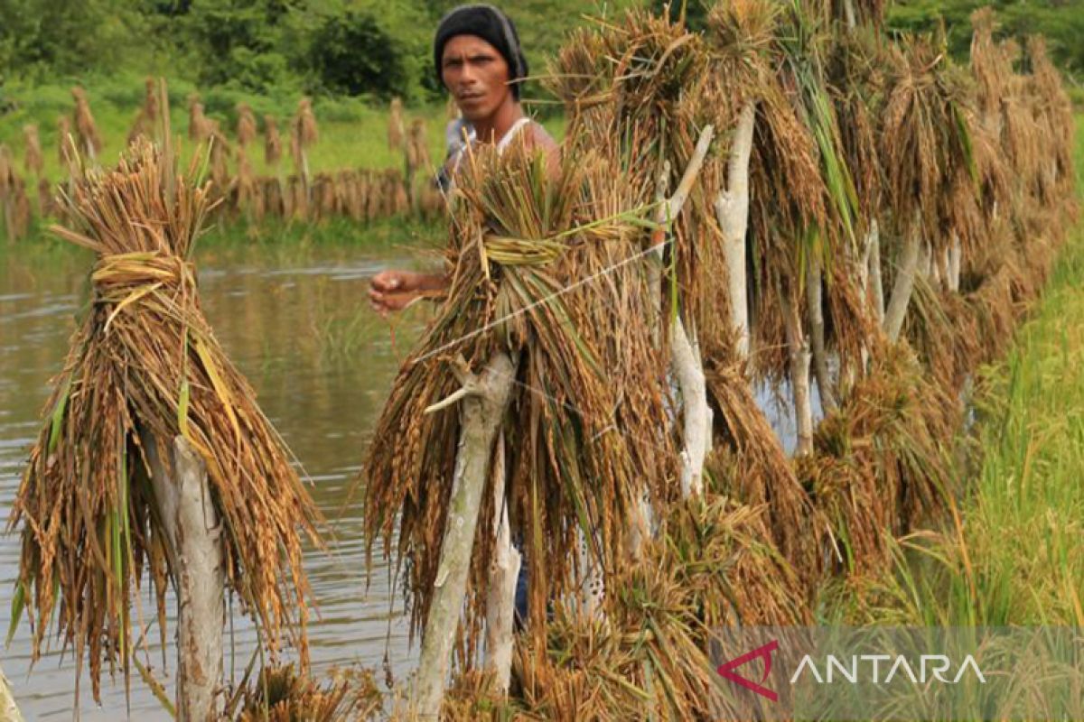 Dinas Pertanian Perkebunan data sawah rusak akibat banjir di Aceh