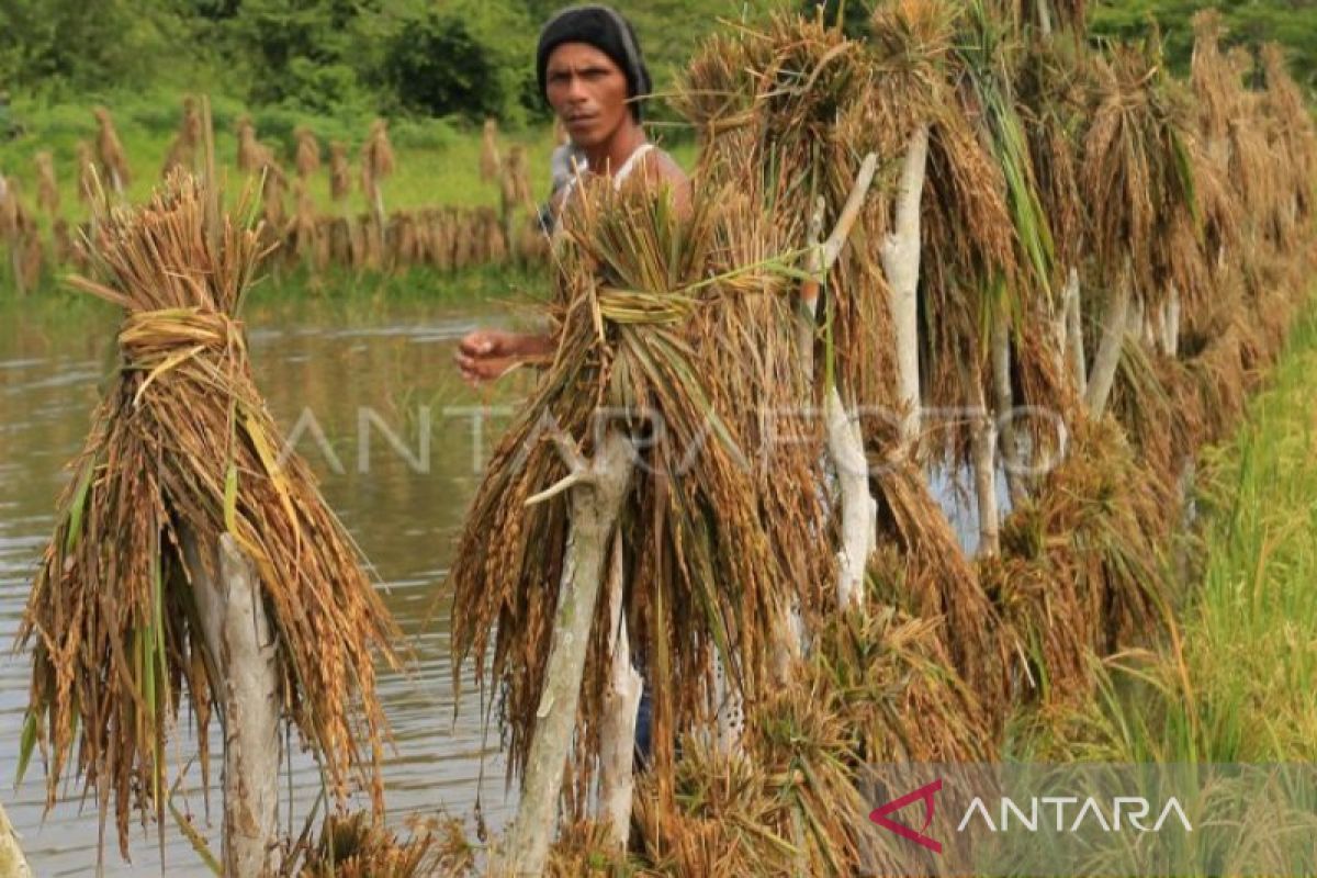 Pemkab: 300 ton gabah petani di Aceh Barat hanyut diterjang banjir