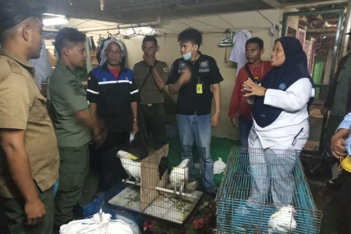 BKSDA Maluku amankan puluhan satwa dilindungi dari KM Sirimau