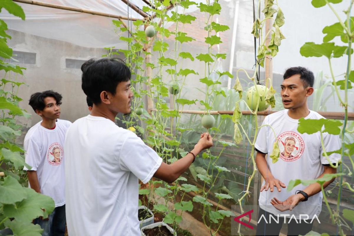 Ajak Milenial Tangerang Bertani, PMN Gelar Pelatihan Budidaya Tanaman Melon di Perkotaan