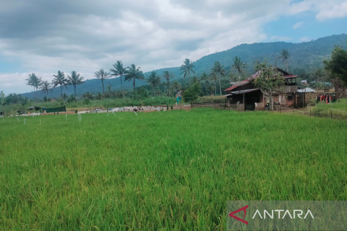 Pupuk bersubsidi di Rejang Lebong untuk sembilan komoditas pertanian