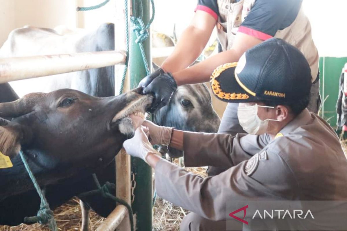 Karantina Pertanian Banjarmasin cek kesehatan 550 sapi asal Kupang