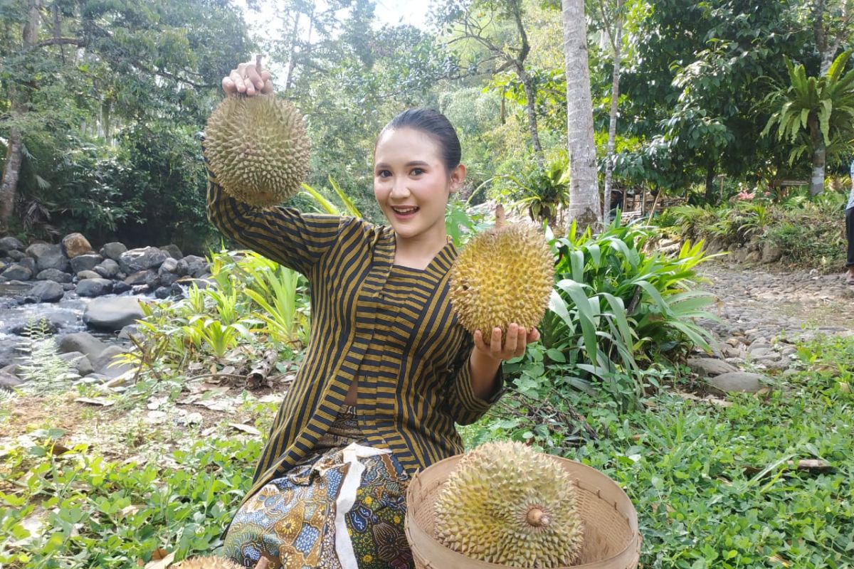 Agrowisata Hutan Durian Trenggalek masuk nominasi ADWI