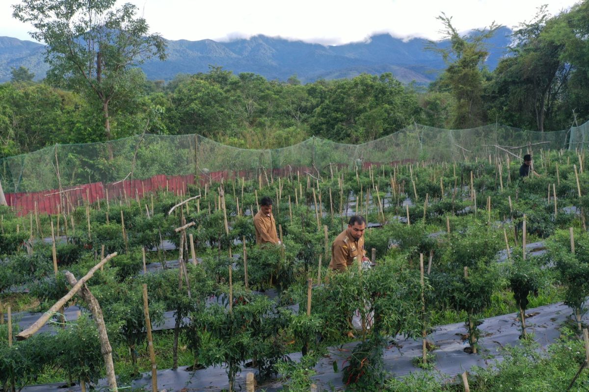 Tingkatkan ketahanan pangan, Pj Bupati Aceh Besar ajak masyarakat manfaatkan lahan kosong