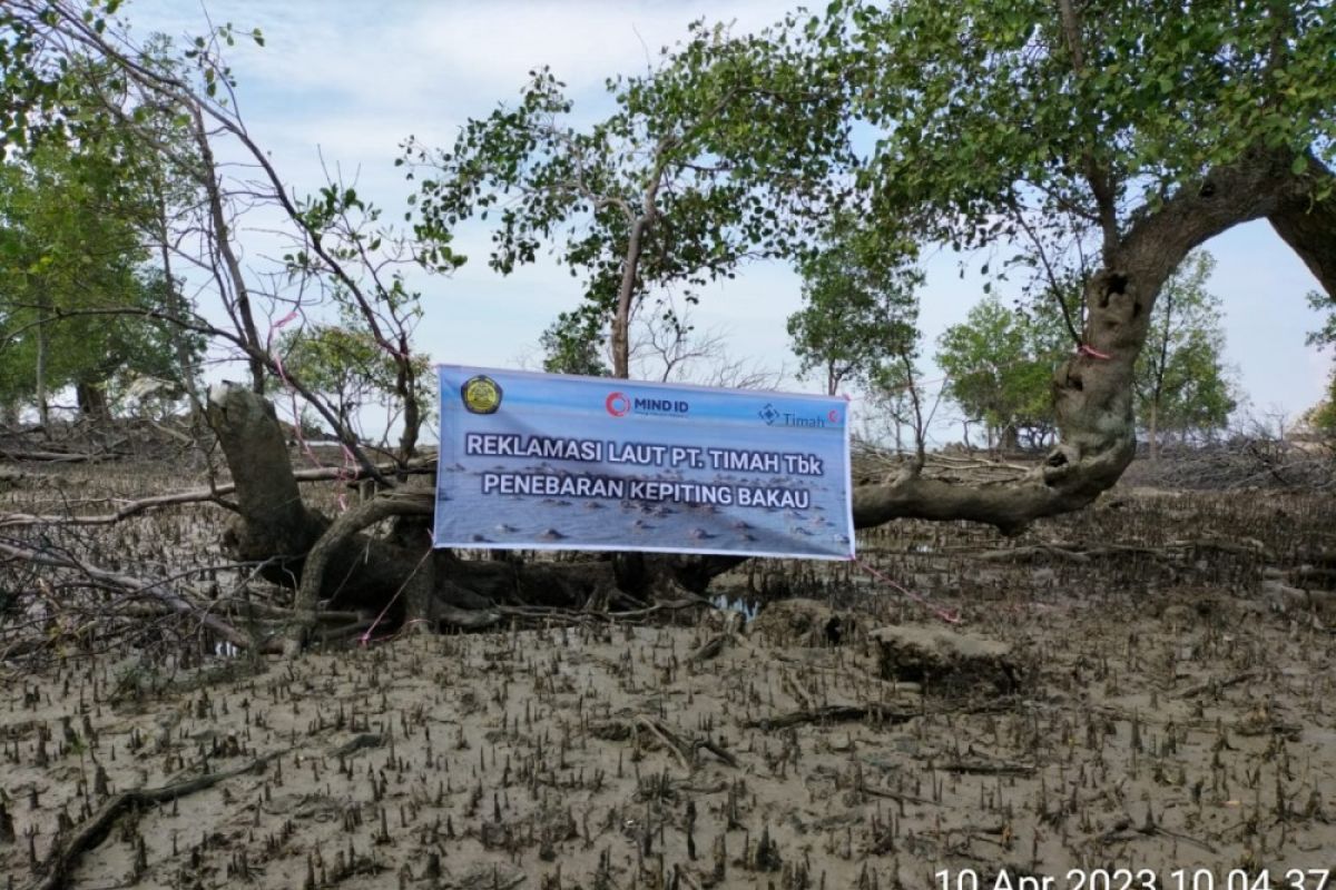 PT Timah Tbk Lestarikan Ekosistem Kawasan Pesisir dengan Restocking Kepiting Bakau