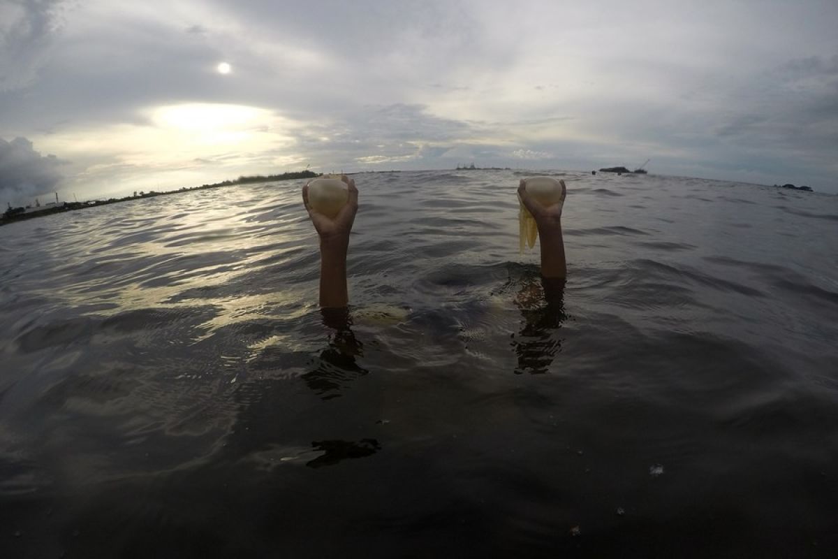 Album Asia: Melihat ledakan populasi ubur-ubur di Jawa Timur