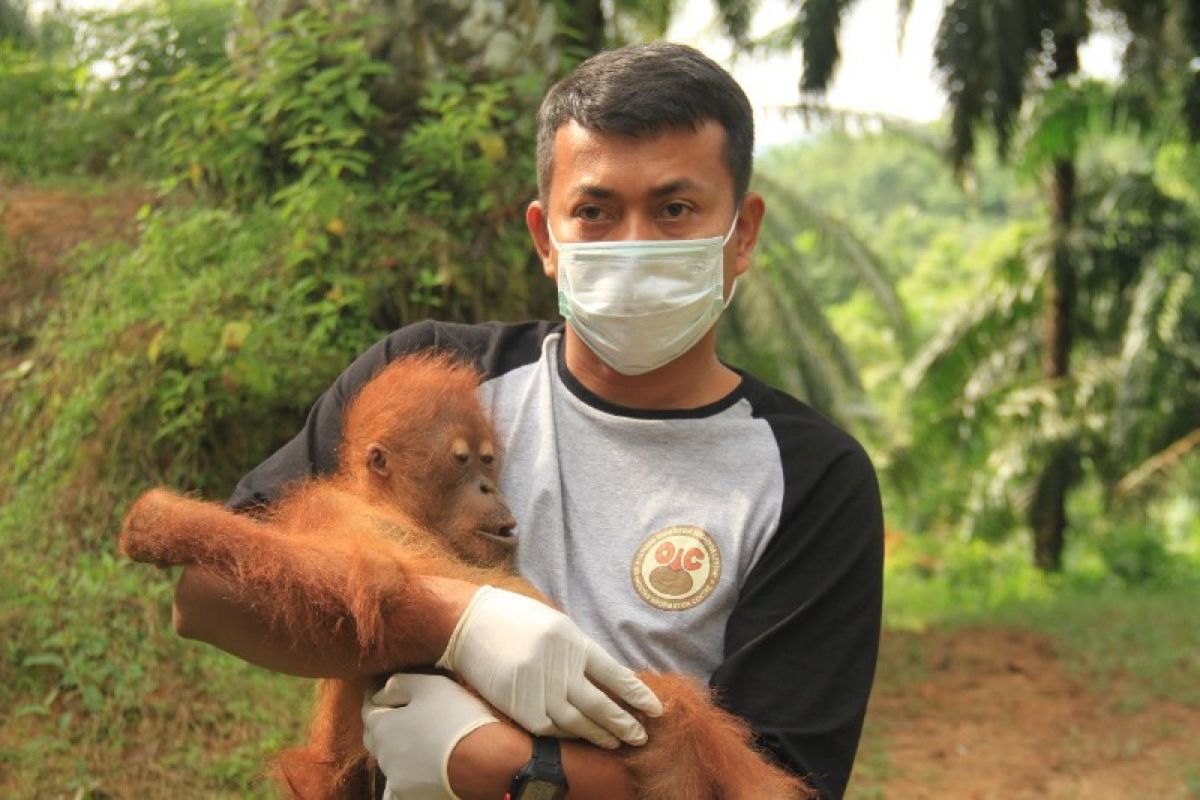 Orangutan Indonesia jadi perhatian  dunia