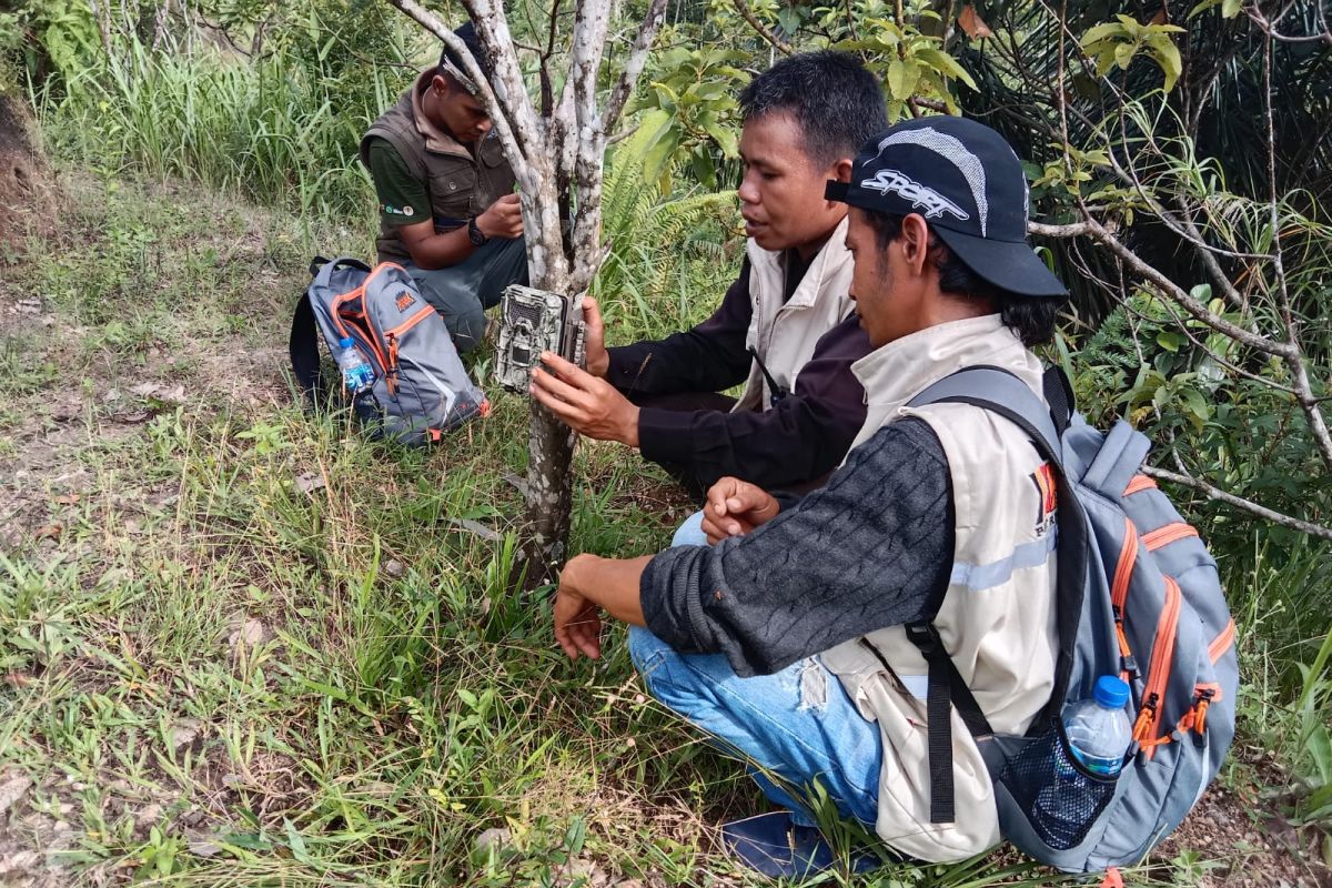 BKSDA Sumbar halau Harimau Sumatera pemangsa ternak warga Agam