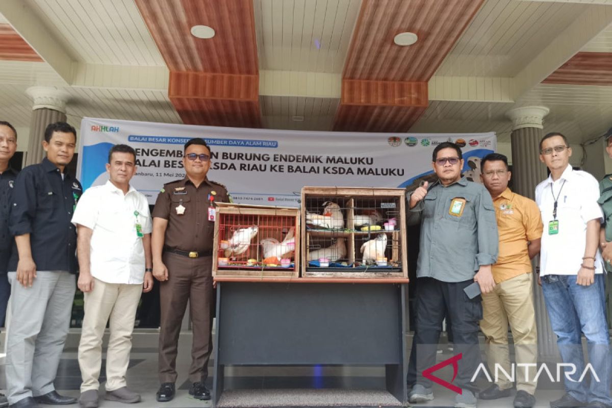 BBKSDA Riau kirimkan burung endemik Maluku ke asalnya