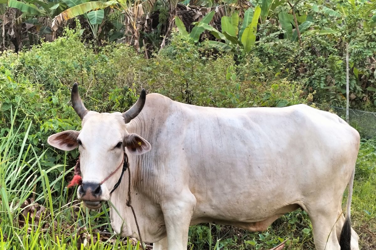 Puluhan ekor ternak sapi di Lampung Barat terjangkit penyakit LSD