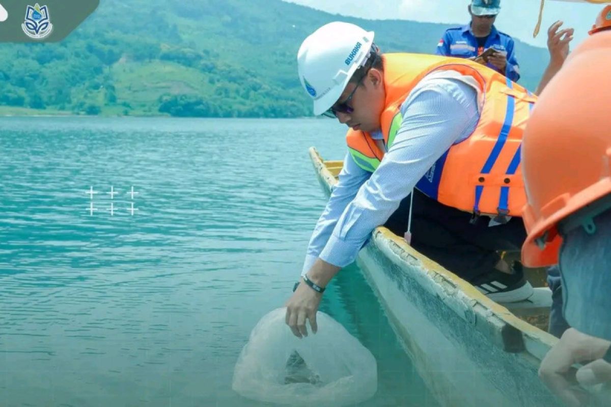 Poso Energy Restocking 30Kg anakan Ikan Sidat di Danau Poso