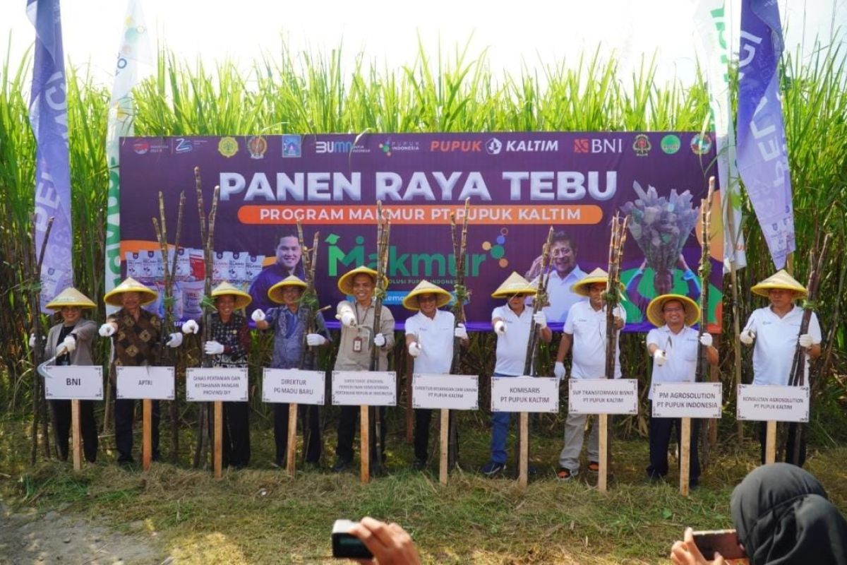 PT Pupuk Kaltim panen raya tebu di Sleman Jawa Tengah