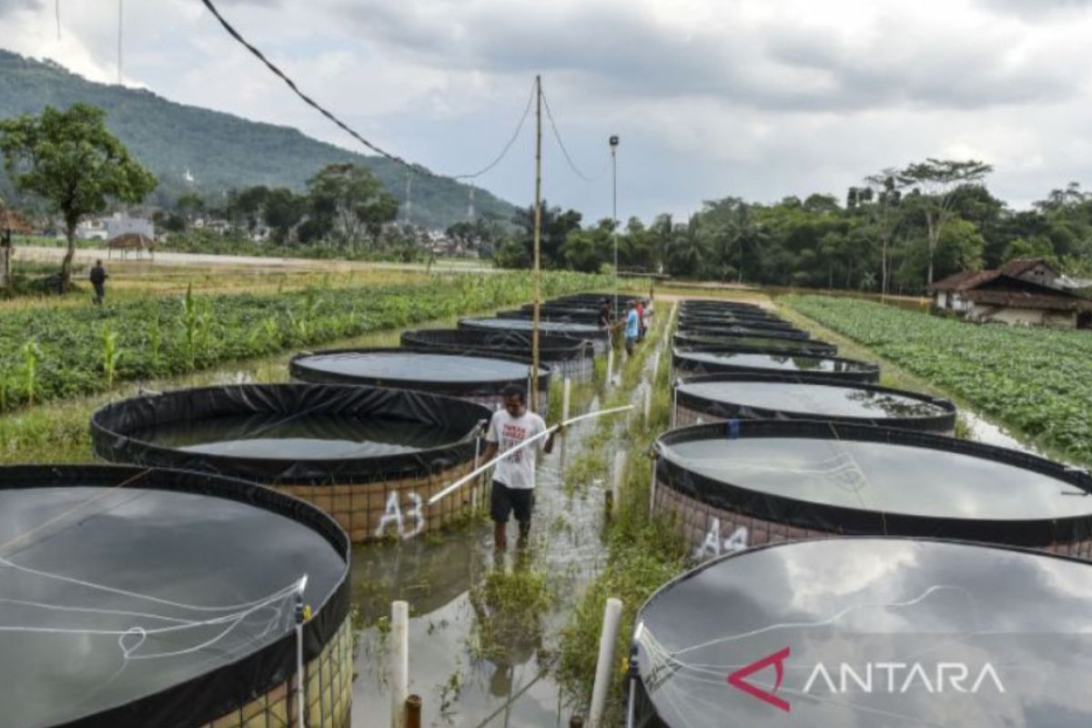 Kemajuan desa di Indonesia alami akselerasi