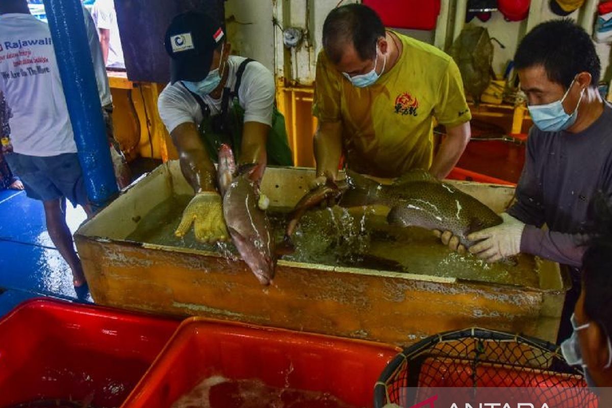Volume ekspor komoditas perikanan Maluku mencapai 3.803 ton