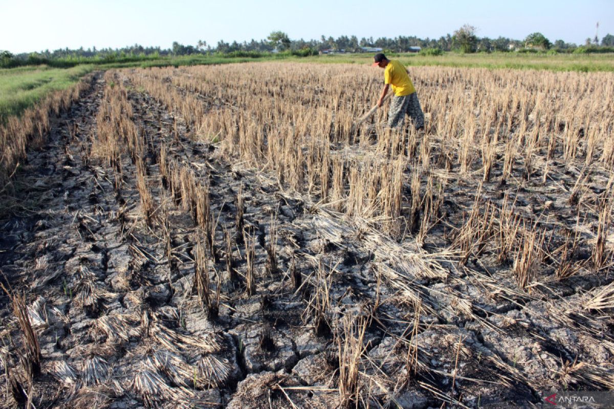Pintui air jebol, ribuan hektare sawah di Tangerang terancam kekeringan