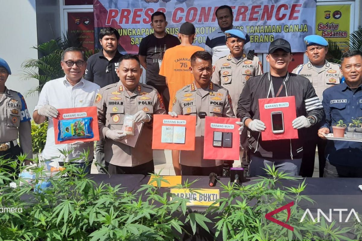 Polisi tangkap penanam sembilan tanaman ganja di Kabupaten Tangerang