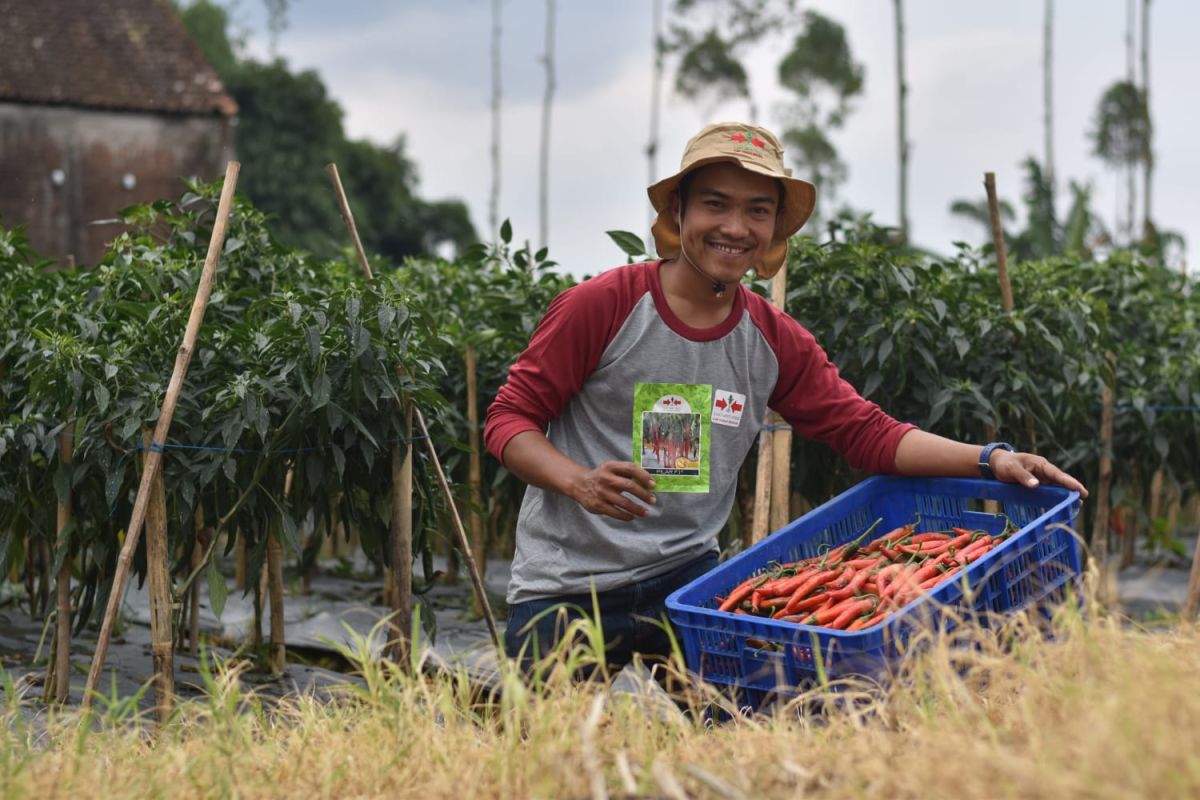 Hadapi cuaca ekstrim, Ewindo perkuat benih unggul sayuran