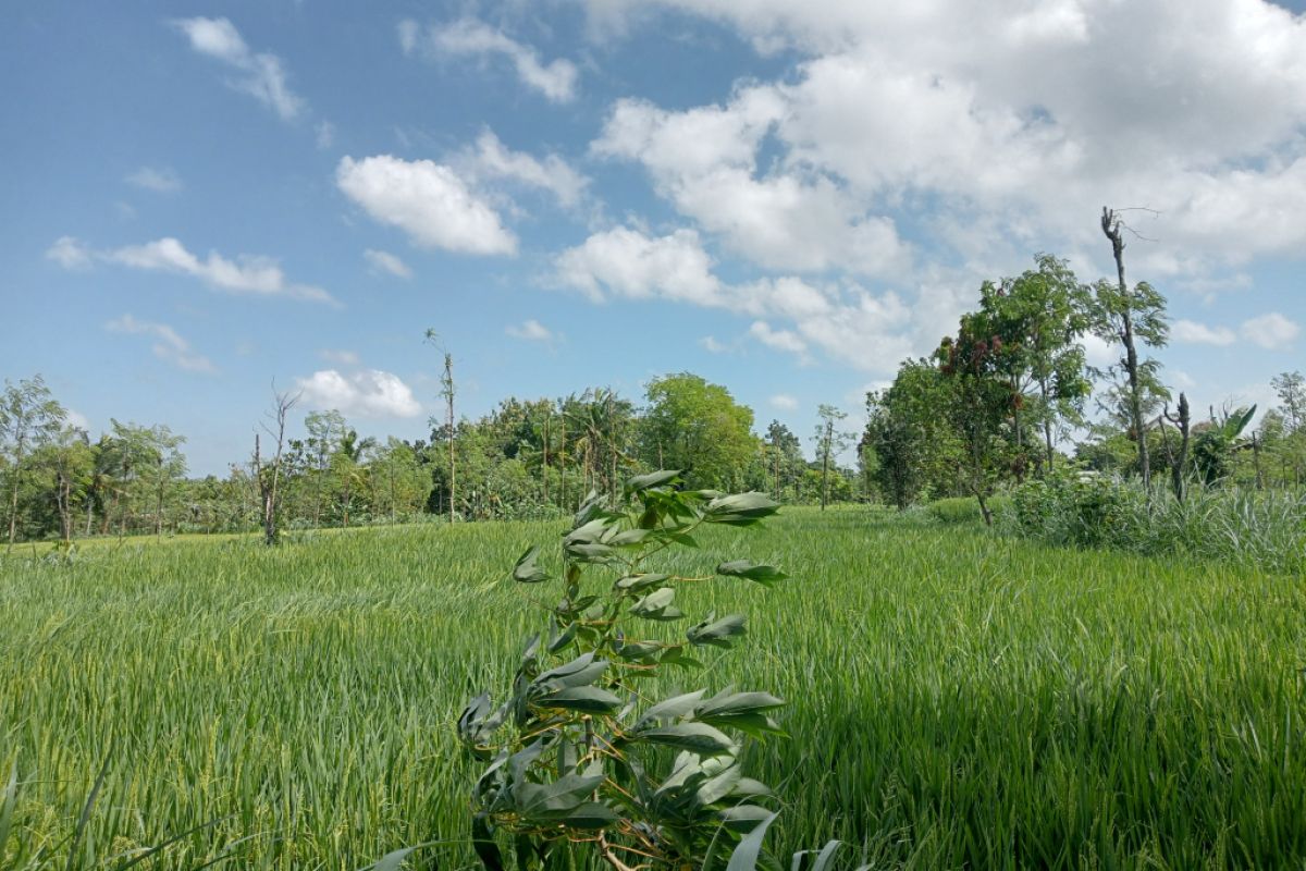 Dinas Pertanian Lombok Tengah mendukung penuh Sensus Pertanian 2023