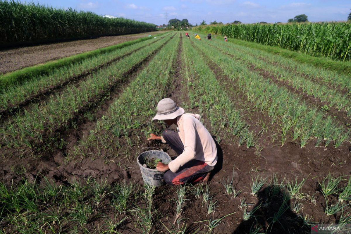 Strategisnya pembangunan pertanian Indonesia dalam perspektif Bank Dunia