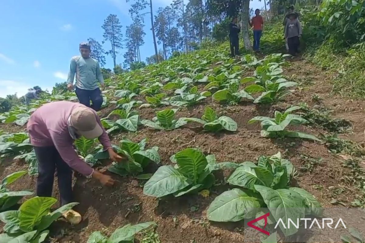 Magetan terima dana Rp6 miliar untuk pengembangan tembakau lokal