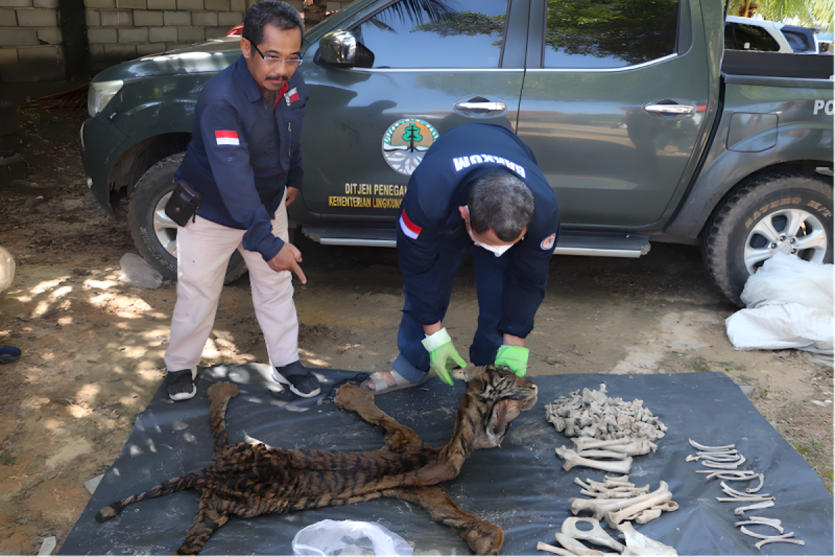 Kementerian LHK gagalkan perdagangan kulit harimau di Jambi