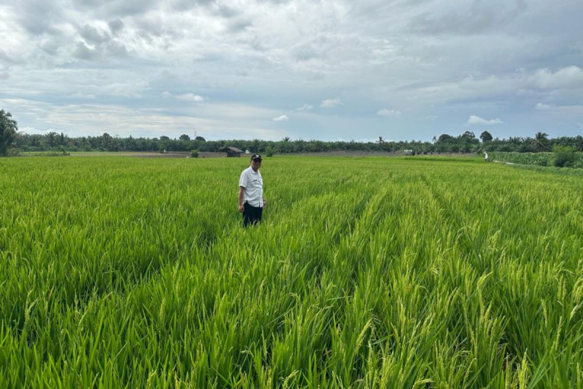 Pemkab Pasaman Barat antisipasi gagal panen petani akibat cuaca ekstrem