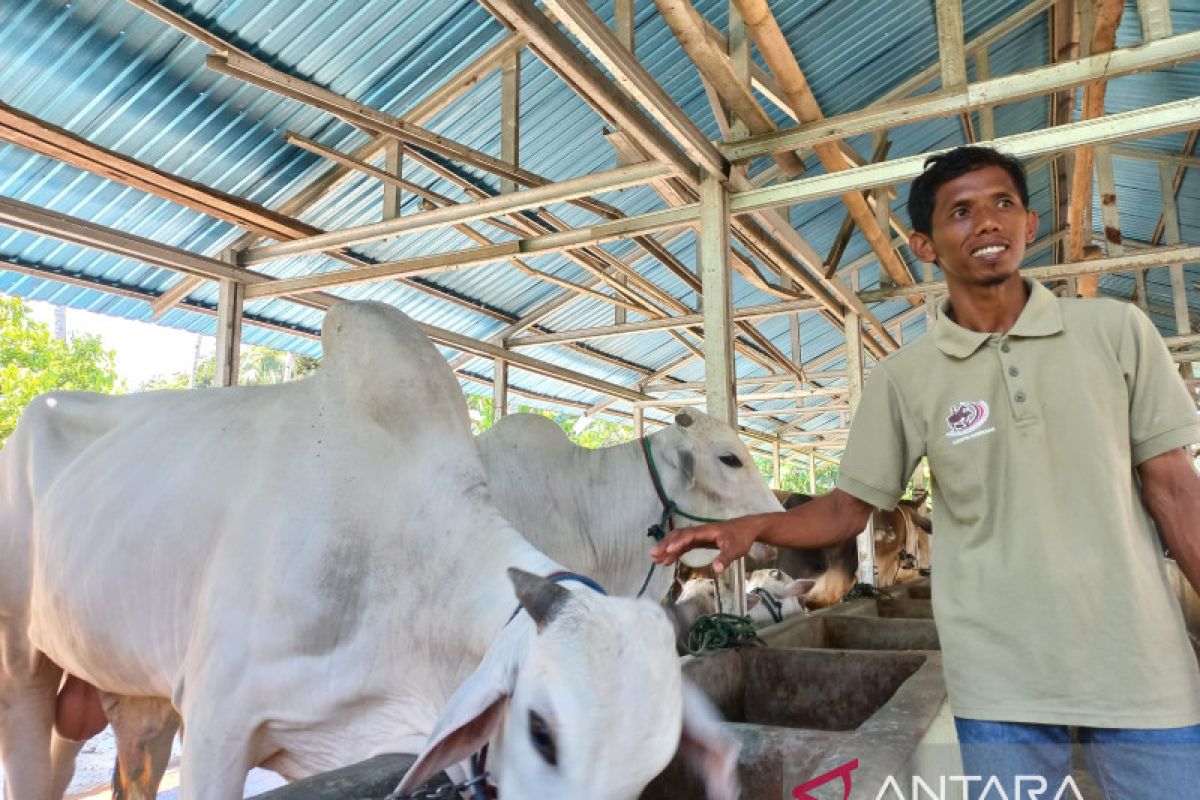 Sekolah peternakan rakyat di Sigi siap pasok 100 ekor hewan kurban