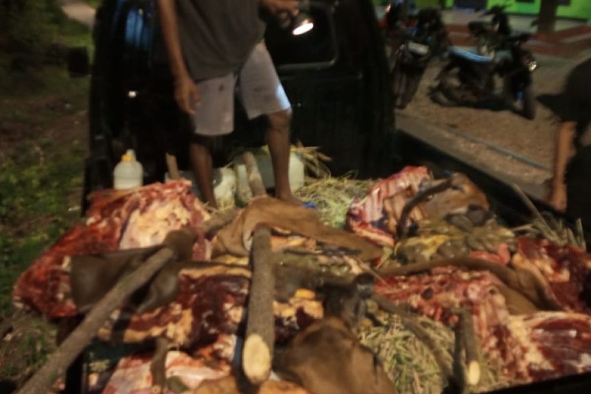 Polisi NTT duga ada jaringan pencurian sapi dengan cara mutilasi