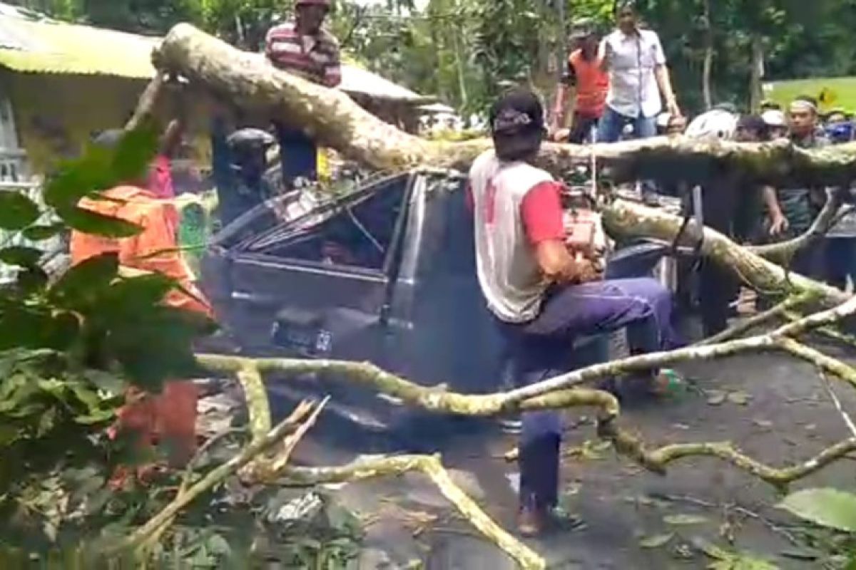 Satu tewas akibat pohon tumbang timpa mobil di jalur Gumitir Jember