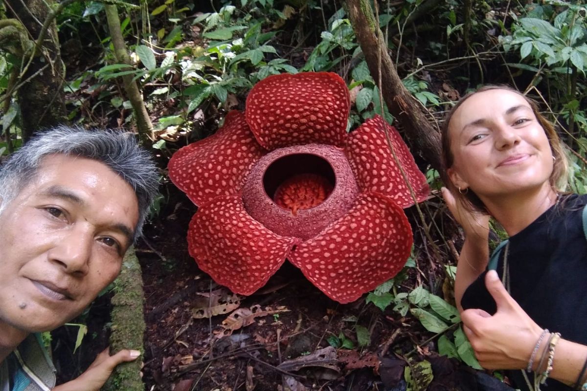 Bunga rafflesia mekar sempurna di Batang Palupuh Agam