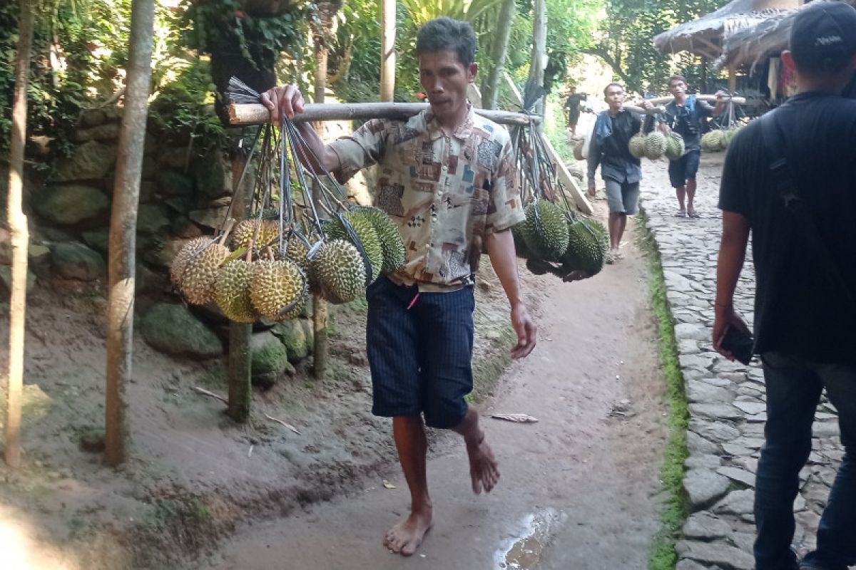 Petani Badui raup jutaan rupiah dari panen buah durian